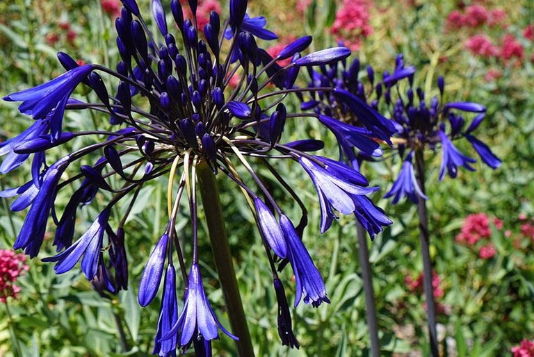 flower_5.jpg