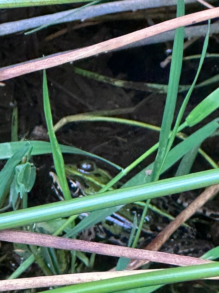 🌿 BACKYARD BEASTS AND GARDEN ZEN
