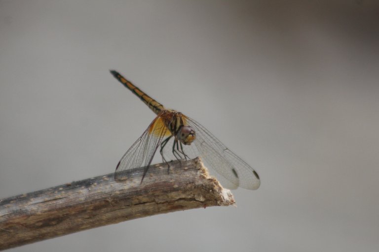 Dragonfly perched on a dry branch