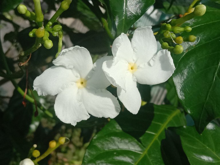 Pinwheel flower