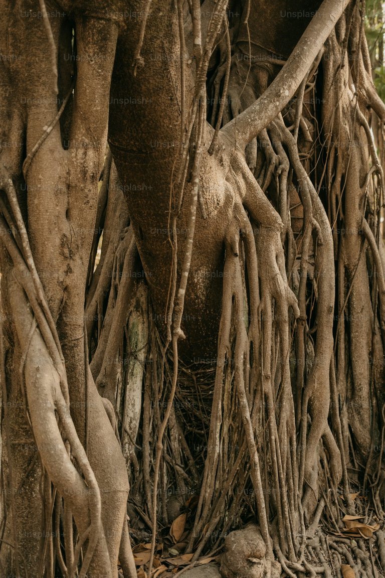 Our roots
