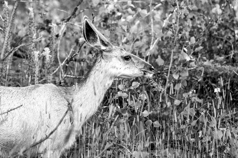 mule_deer_in_bw.jpg