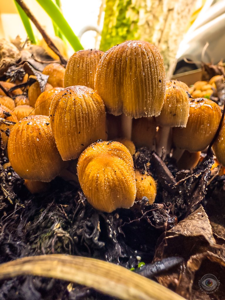 Glistening Inkcap