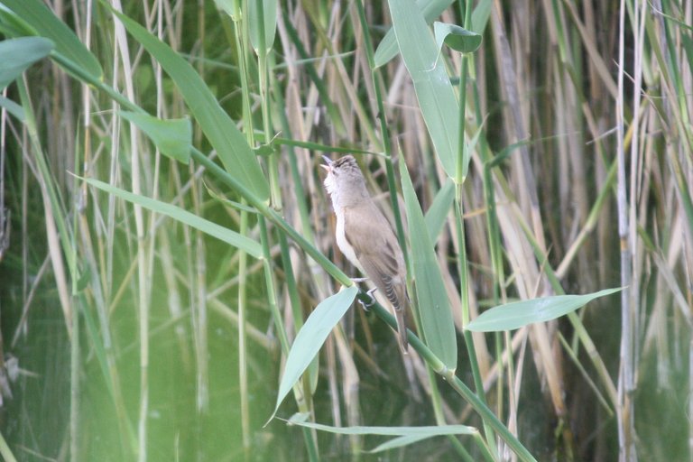 great_reed_warbler_02.jpg