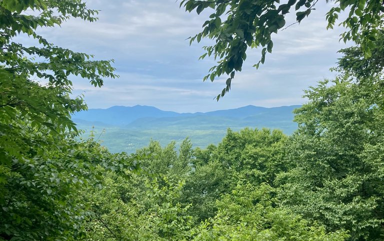 Through the trees