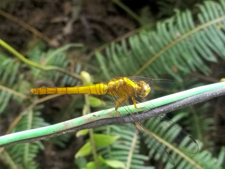 the yellow dragonfly