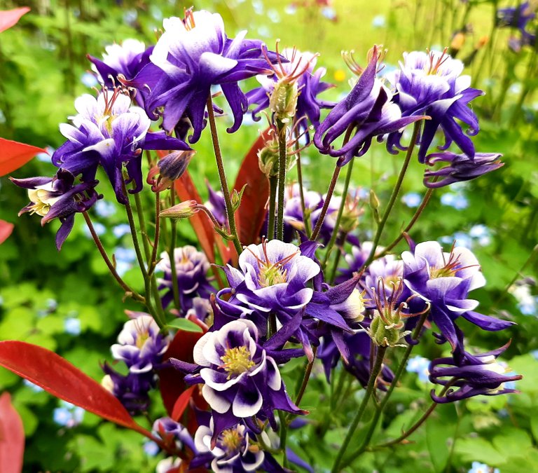 Playfulfoodie garden flowers