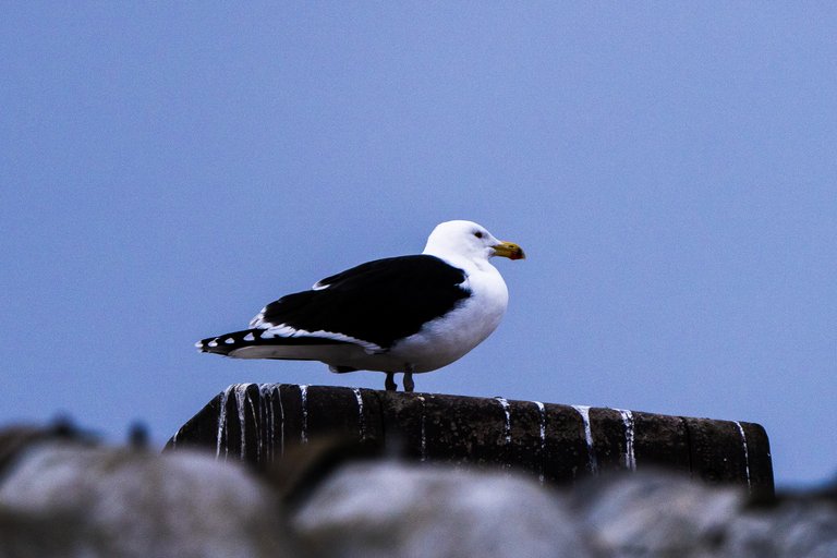 Black backed gull sits on a building