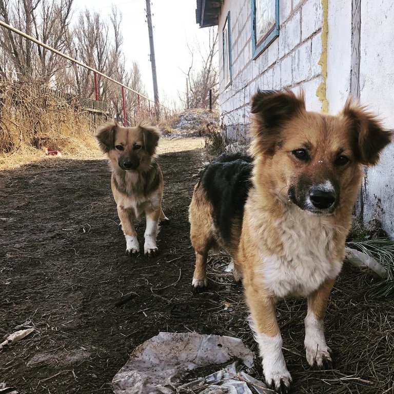 Дві собачки