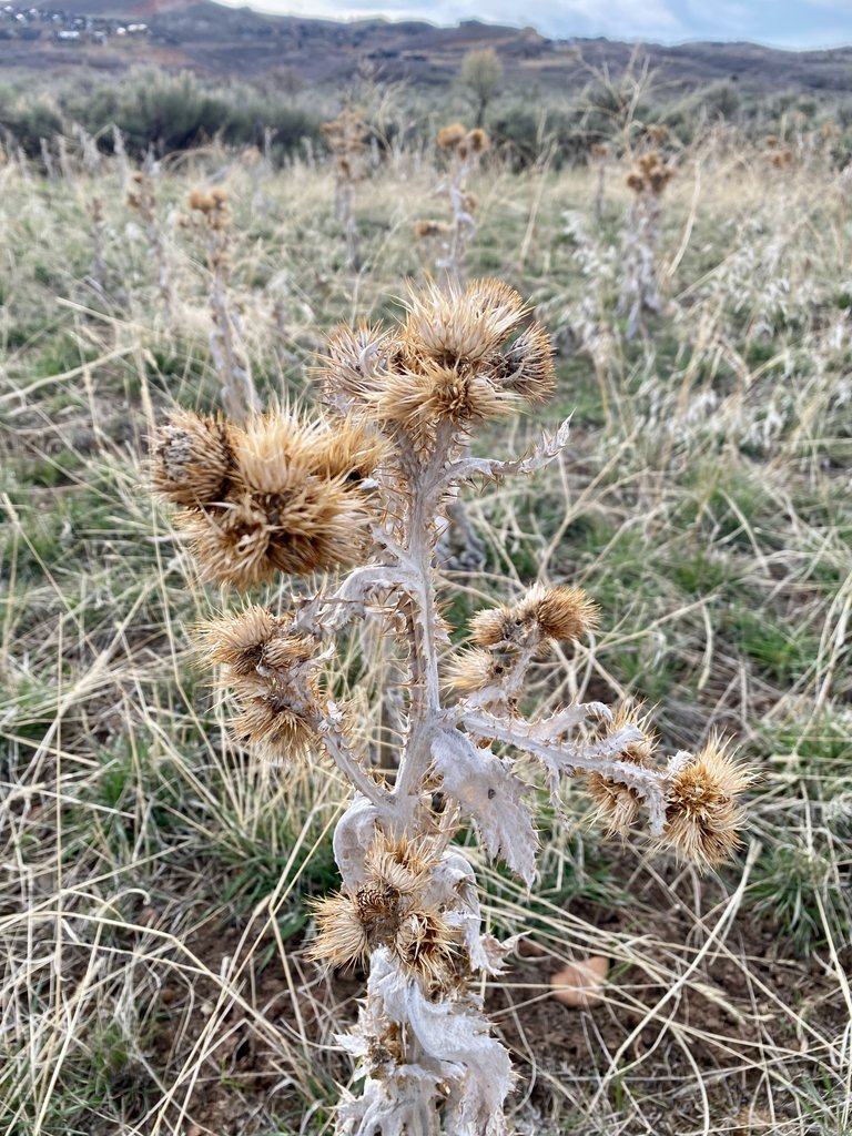 Dried thistle plant