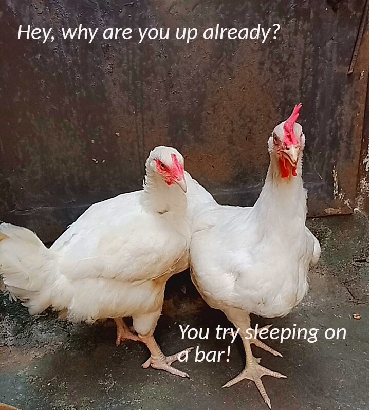 meme_sportsbuddy_white_hens_on_bars.jpg