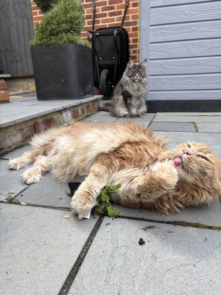 Catnip Crazy Maine Coons! 