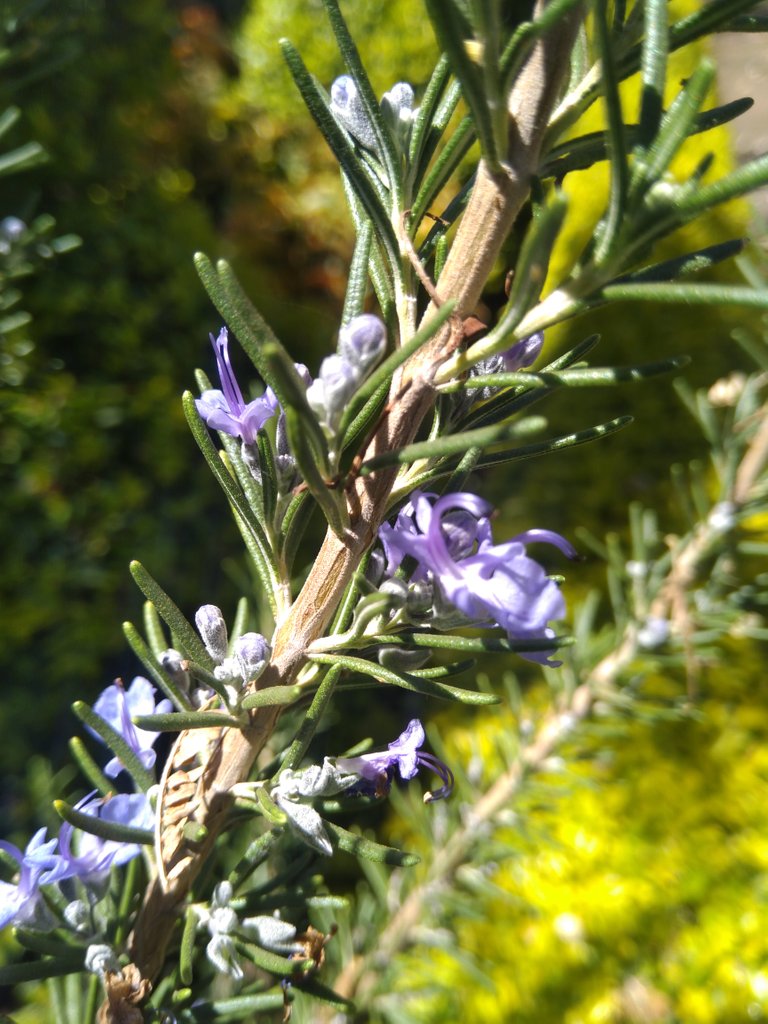 rosemary_herb_2.jpg