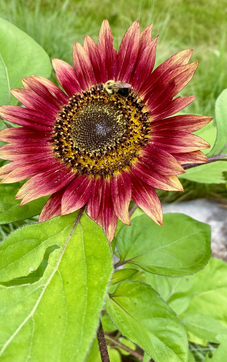 Bee and sunflower