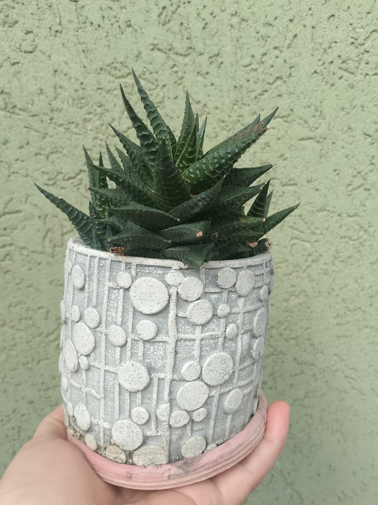 Haworthia
