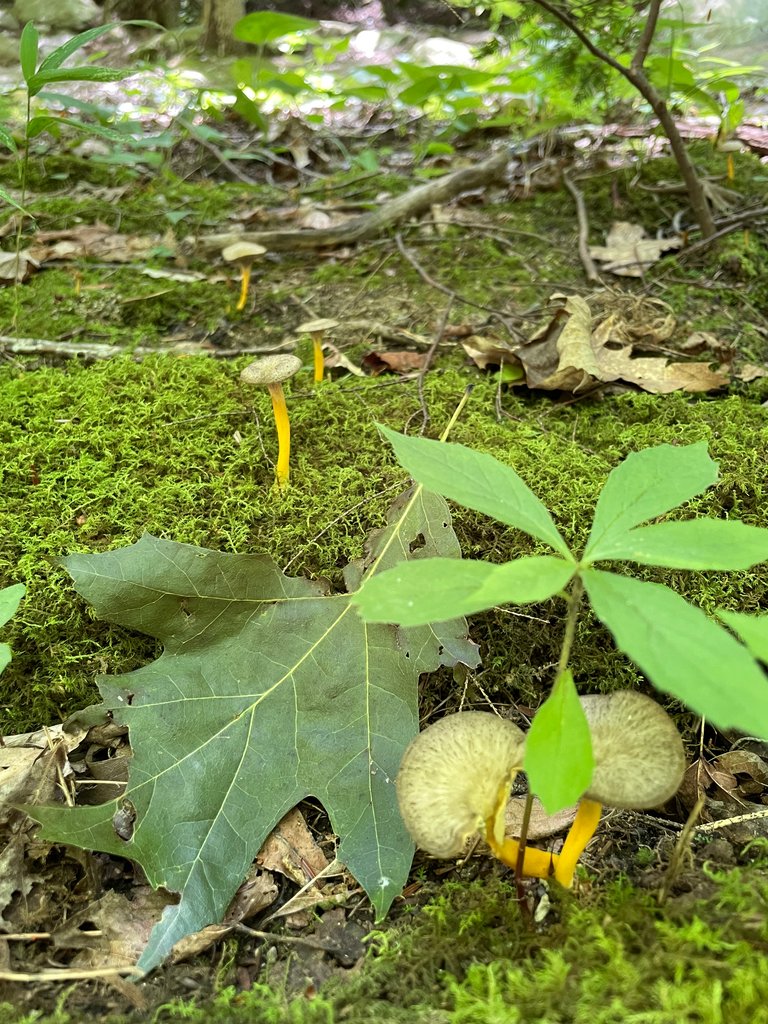 Yellow stemmed mushrooms