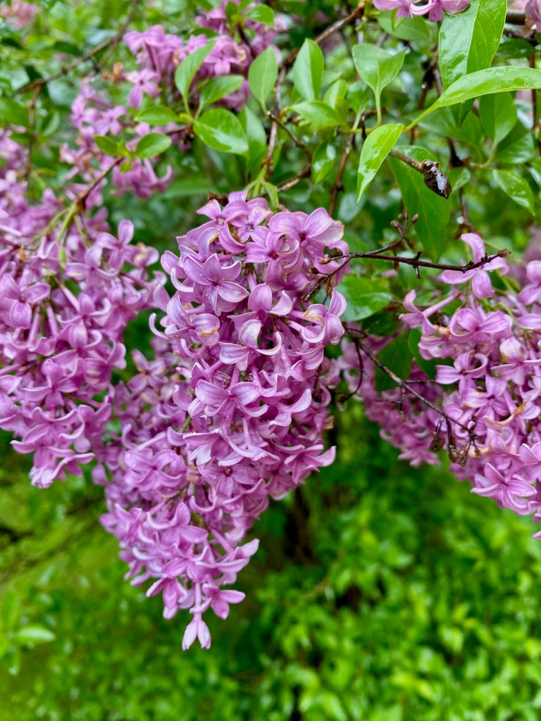 Lilacs