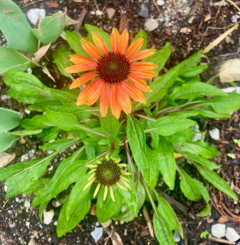 Coneflower 2
