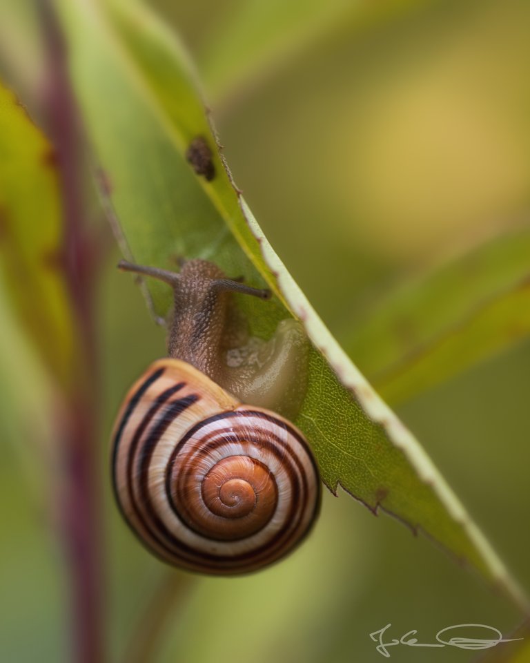 Hive AlphabetHunt Snail