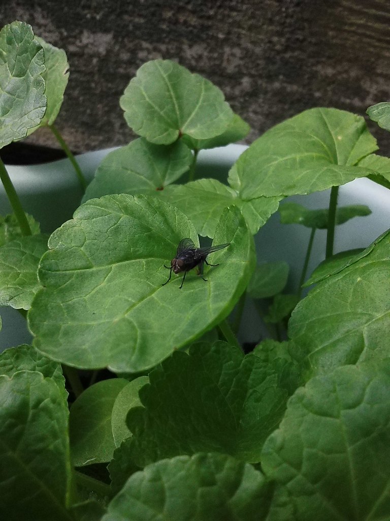 A fly resting on my new Alcea Rosea or Lavatera Trimestris. I'm still patiently waiting for it to start blooming.