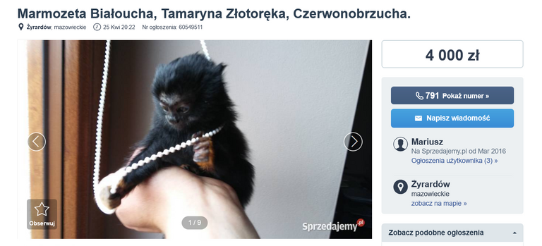 screenshot_2021_05_17_marmozeta_bia_oucha_tamaryna_z_otor_ka_czerwonobrzucha_yrard_w_sprzedajemy_pl.png