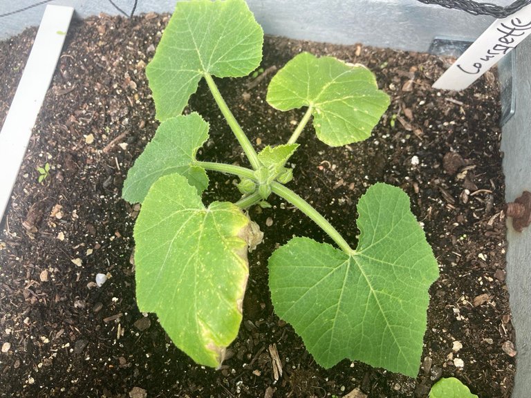 courageous courgette
