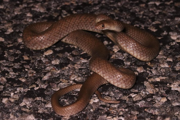 Eastern Brown Snake