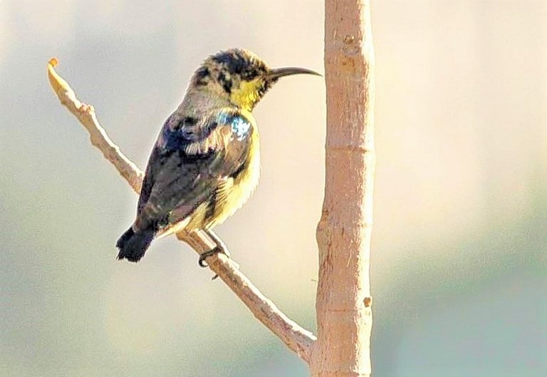 juvenile_sunbird_1_of_1_2_.jpg