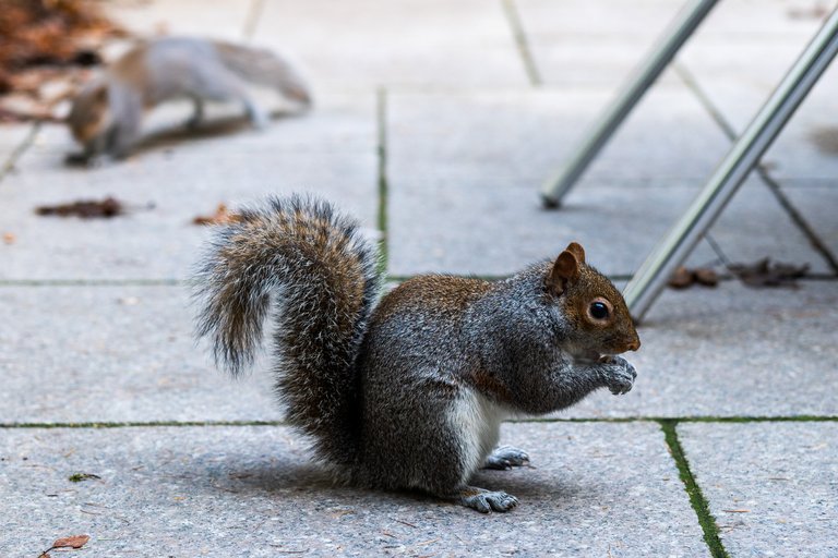 Grey Squirrel eats a peanut from a paved outdoor space