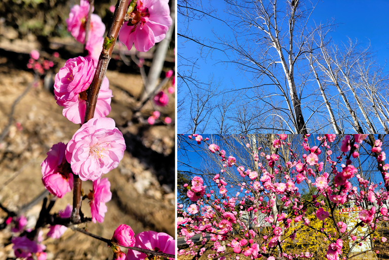 Some Clicks From The Early Spring