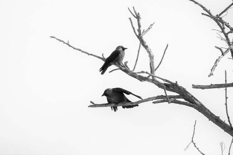 bw_jackdaw_05_2_