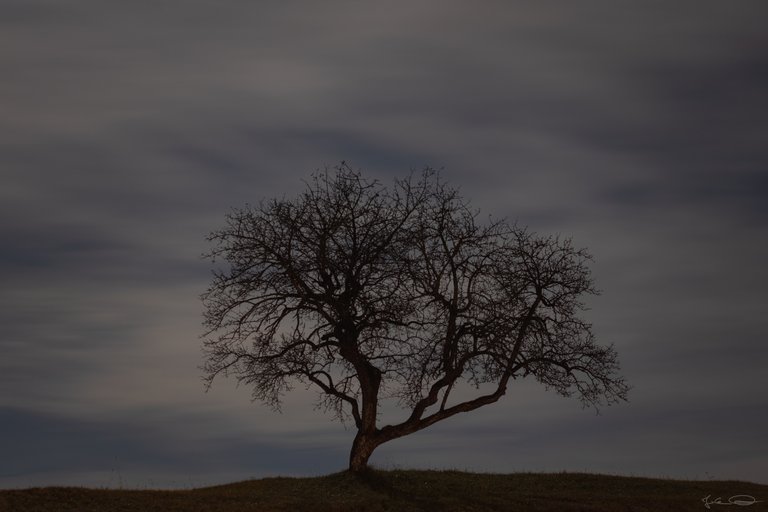 Lone Tree in the Rosental