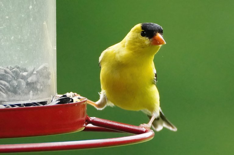 k_goldfinch_1189_2022_06_17_crop