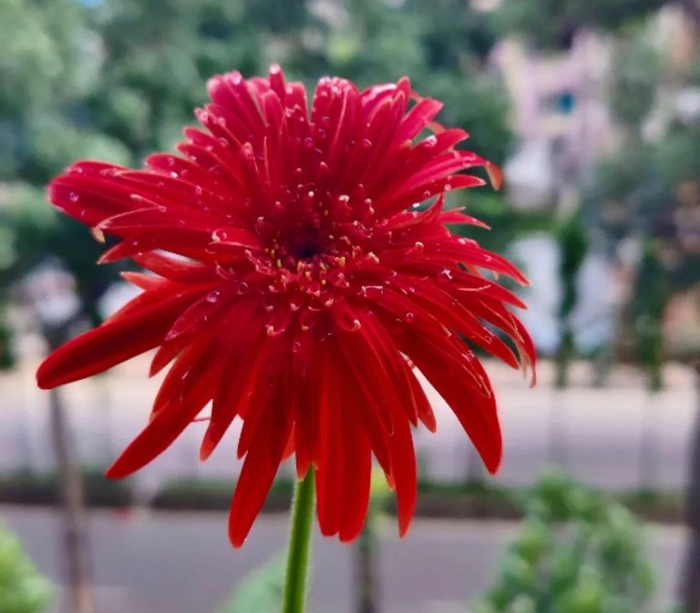 The Red Jamesonii Flower