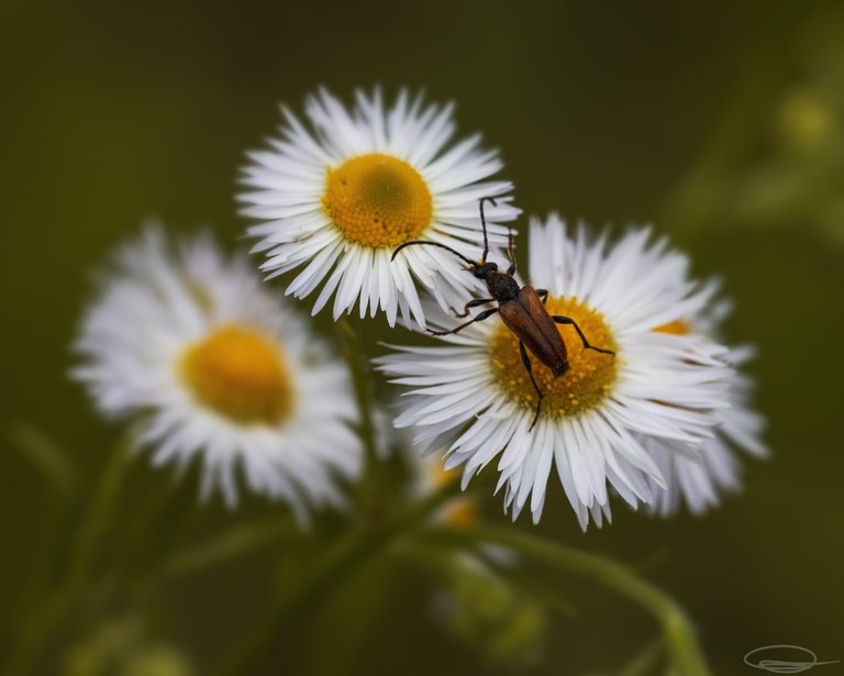 Daisy Flower - Longhorn Beetle (Anastrangalia sanguinolenta)