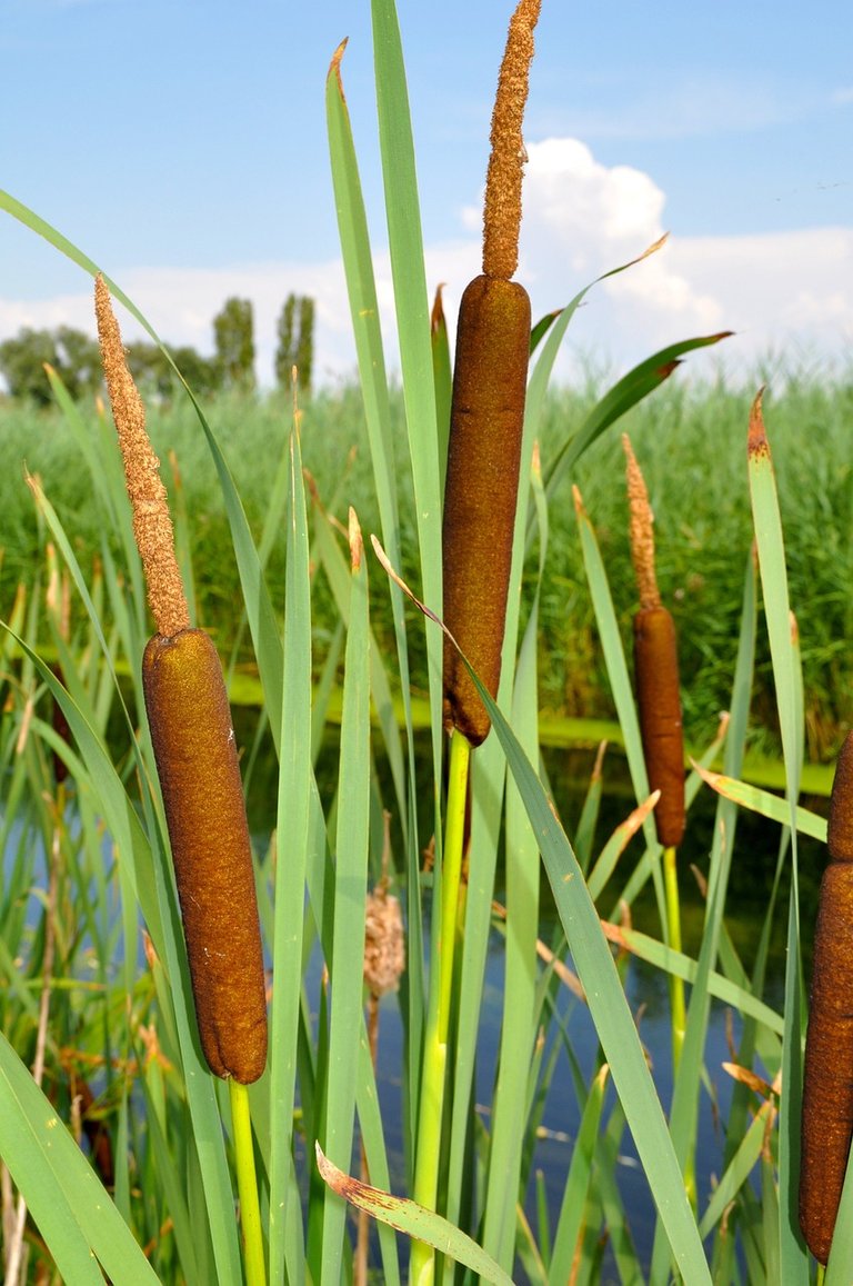 Medicinal plants, Reed mats