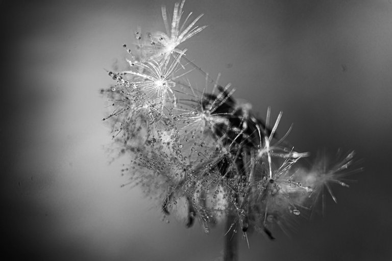 03_raindrops_pusteblume.jpg