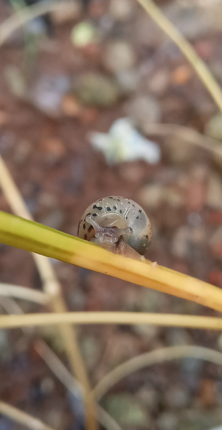 The Quiet Snails