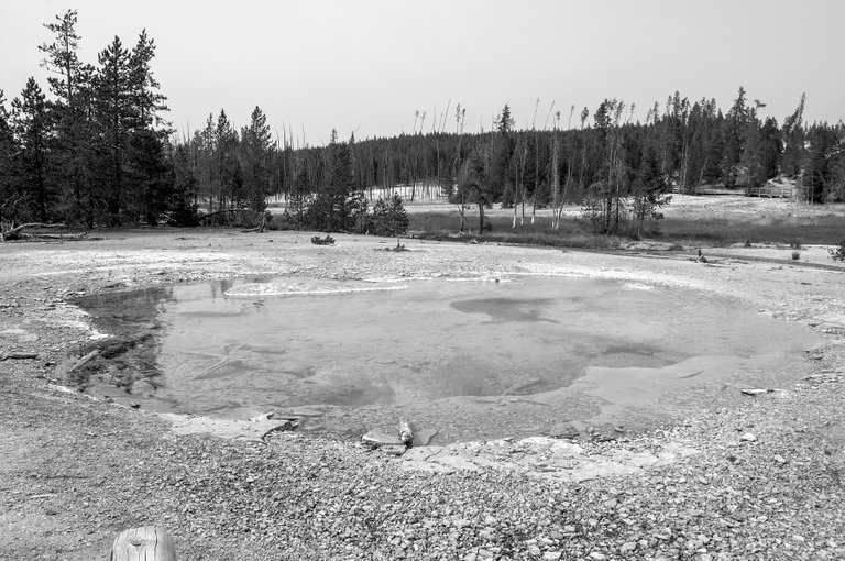 watering_hole_7_bw_copy.jpg