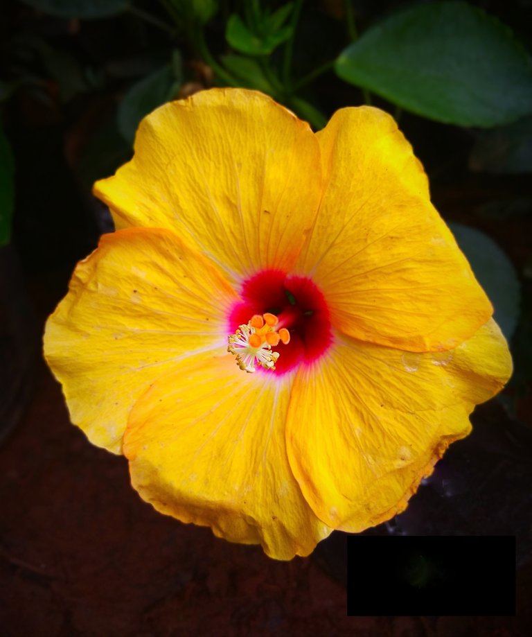 goldenhibiscus_2_.jpg