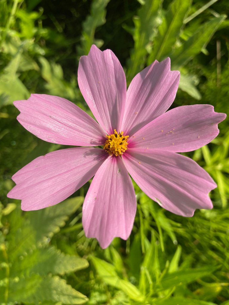 Cosmos