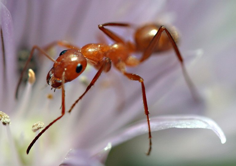 Ant hate post : A rant.