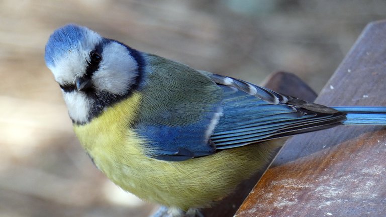 Same place, same species, but there is a difference and something doesn't add up - the blue tit