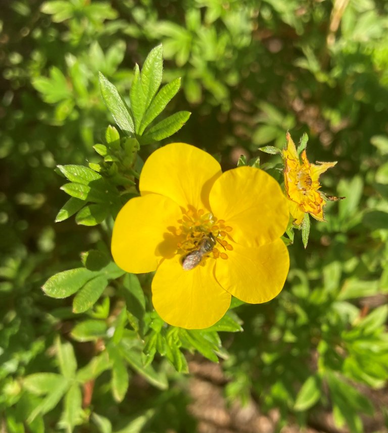 Yellow flower with bee