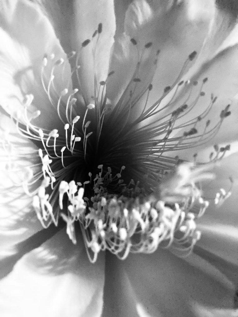 Candle with petals like bird feathers | PhotoFeed Contest - Macro Photography Round 119 [EN/ES]