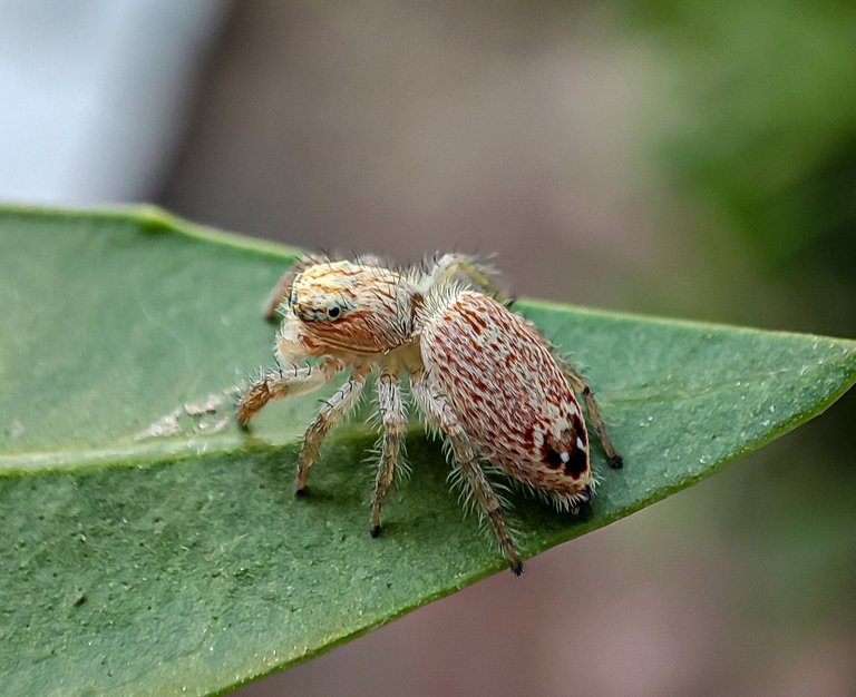 Spotted the Jumping Spider