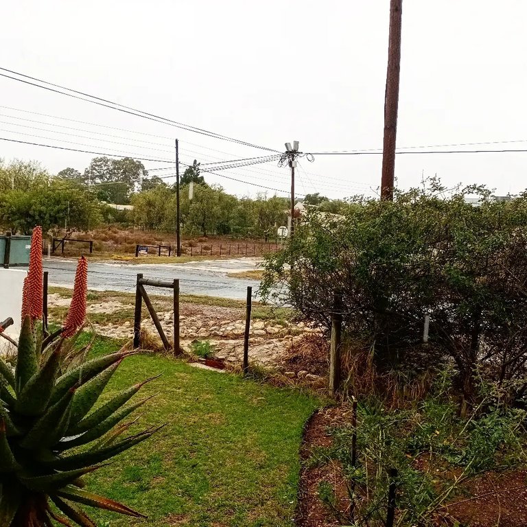 aloes and "runny" roads