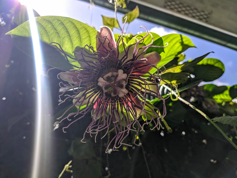 Giant Granadilla Flower