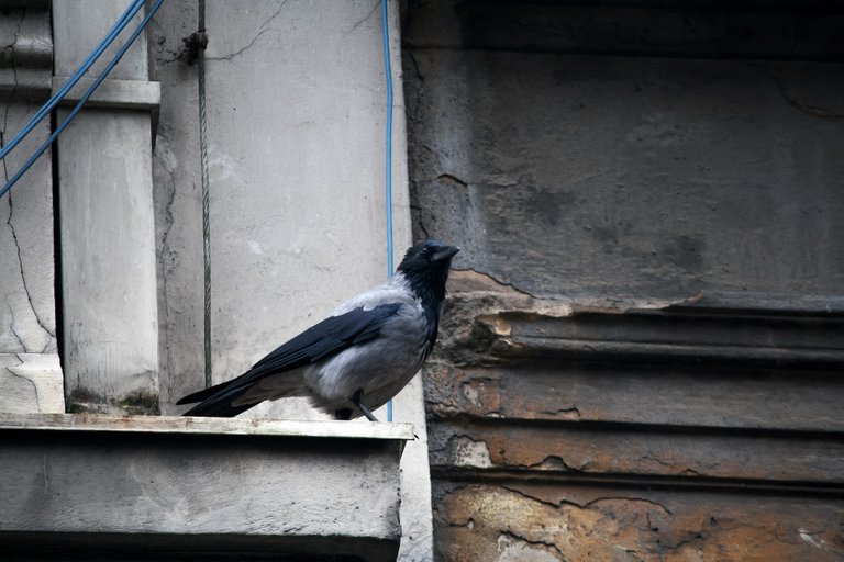 hooded_crow_01.jpg