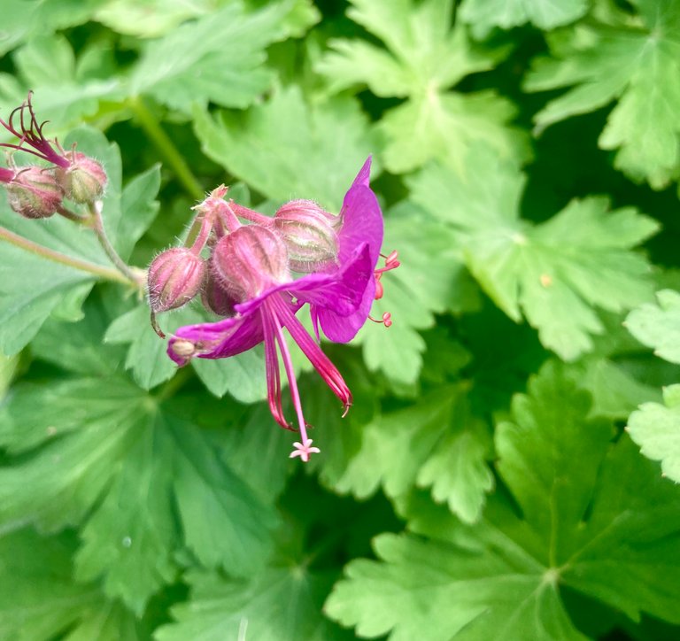 Tiny flowers